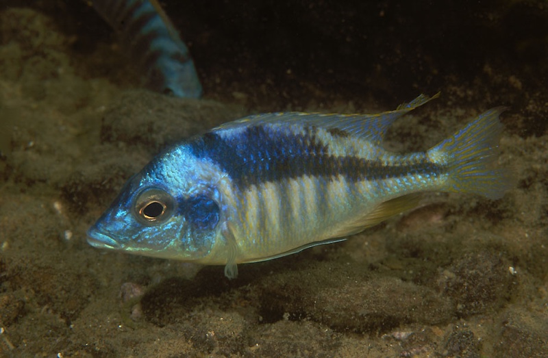 Mylochromis incola 'Mbenji Island'
